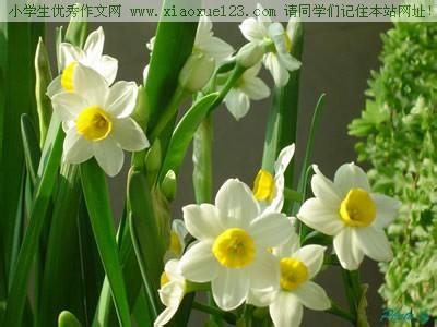 小学生作文：水仙花