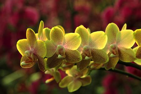 各种颜色蝴蝶兰花语 黄色蝴蝶兰的花语是什么