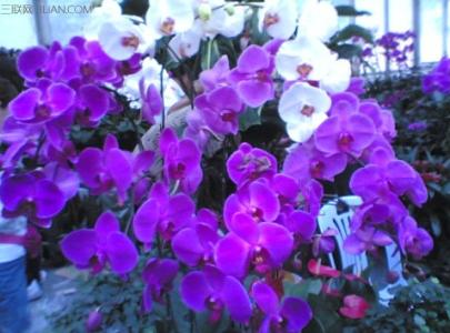 紫色蝴蝶兰图片 紫色蝴蝶兰花语