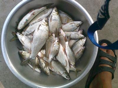 鲮鱼的烹饪技巧 鲮鱼烹饪方法