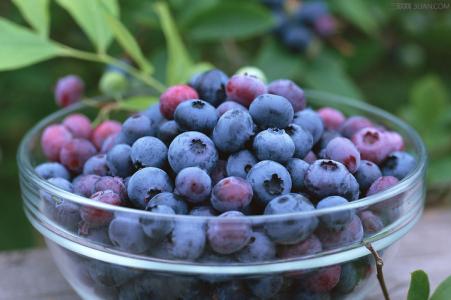 蓝莓怎么吃用扒皮吗 蓝莓怎么洗怎么吃
