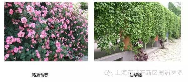 2017年植树节倡议书 2015年植树节倡议书