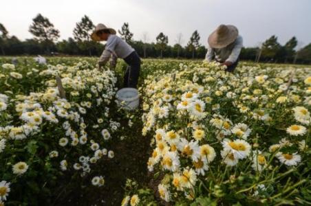 采制样试题库 白菊花的采制方法(2)