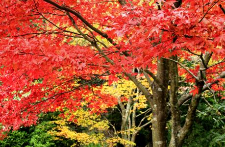 庐山地图 庐山红叶