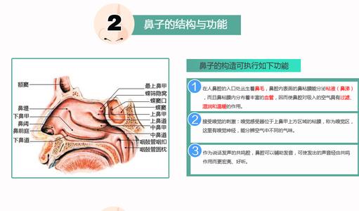 鼻毛修剪器的危害 鼻毛的作用