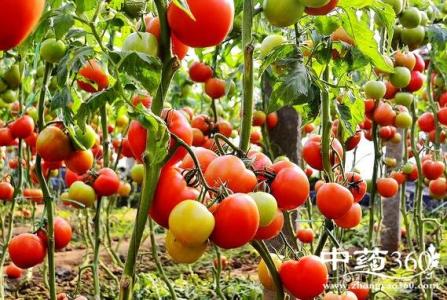 西红柿食用禁忌 西红柿的挑选方法及食用禁忌