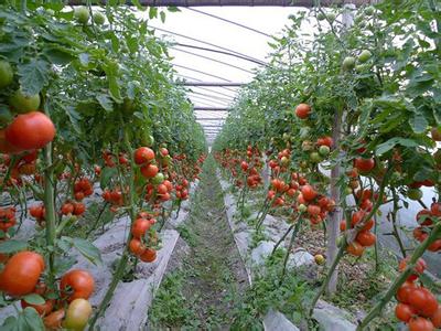 日光温室番茄栽培技术 怎样防治温室番茄早衰