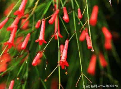 花开满枝头 如何使炮仗竹开满枝头