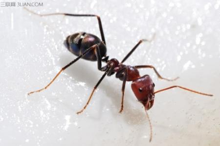 怎么消灭家里的蚂蚁 如何消灭的家里的蚂蚁