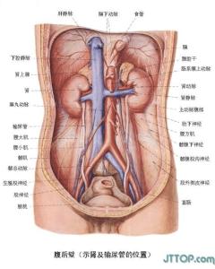 人体器官内脏分布图 人体内脏器官清洁24个妙招