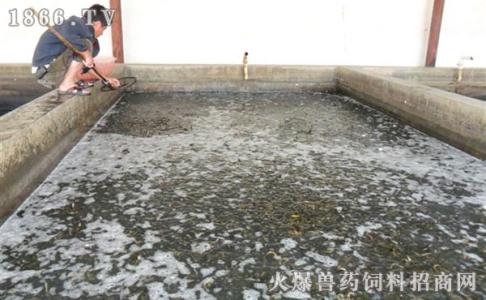 泥鳅养殖效益 水泥池养殖泥鳅获得效益快