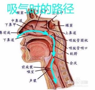 细菌的分布与消毒灭菌 细菌喜欢寄居在身体哪些部位_怎样给身体“消毒”