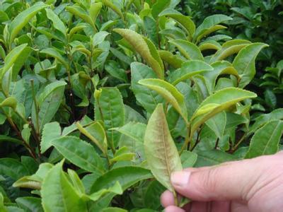 茶树病虫害防治 茶树病虫害的防治