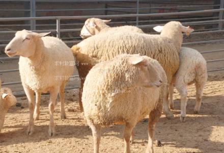 肉羊快速育肥技术 肉羊育肥注意事项