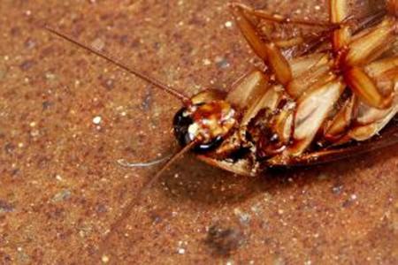 驱赶蟑螂的方法 驱赶蚂蚁、蟑螂的方法