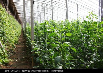 高温蔬菜大棚 大棚蔬菜预防高温的技术