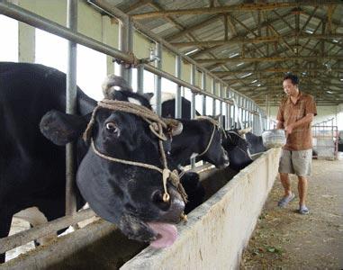 奶牛的饲养管理 饲养奶牛要重视饮水管理