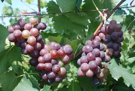 葡萄栽培管理技术 葡萄栽培管理对贮藏的影响