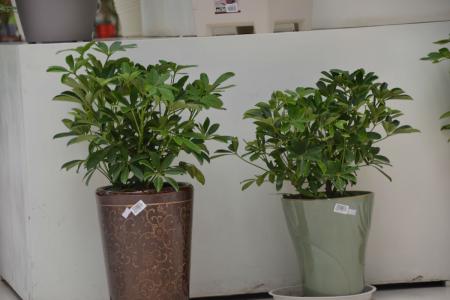 居室植物 如何居室绿化植物