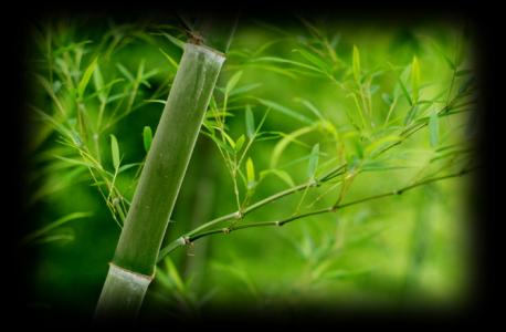 竹是草的最高境界 竹，草的最高境界
