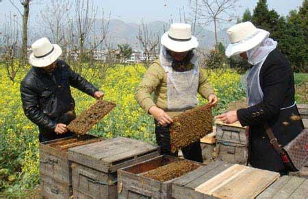 养蜂夏季管理 夏季养蜂防夏衰