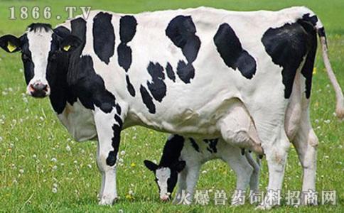 中国黑白花奶牛公牛 黑白花奶牛的特性