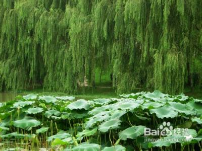 水生植物种植方法 水生植物的种植方法