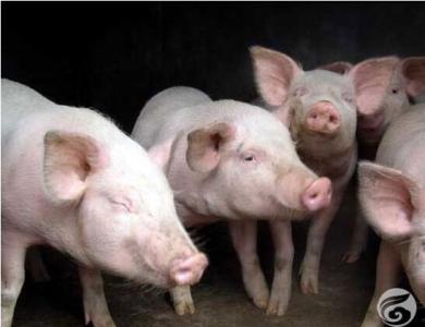 猪流感打什么药有效 什么是猪流感？