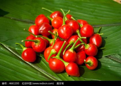 辣椒栽培技术 红灯笼辣椒的栽培技术介绍