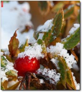 大雪节气养生 大雪节气养生效果最佳的食物有哪些