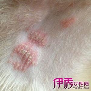 狗狗常见的皮肤病 狗狗的常见各种皮肤病皮炎