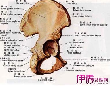 左臀部和左大腿外侧疼 左臀部疼痛是什么原因