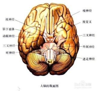 喝酒过量对大脑的危害 喝酒对大脑的危害性