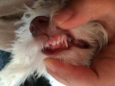 狗狗几个月换牙 狗狗会在3至6个月大时换牙
