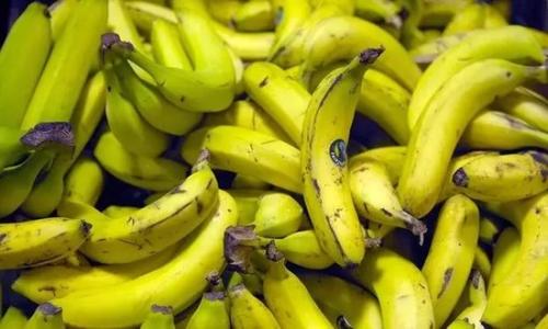 香蕉灭绝 香蕉真要灭绝了吗