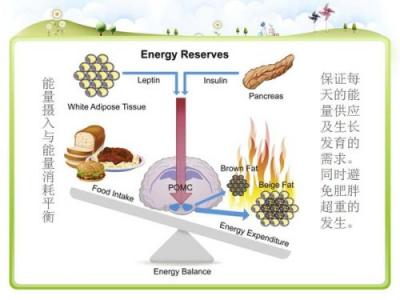 儿童营养健康食谱 青少年营养健康知识_青少年营养健康食谱