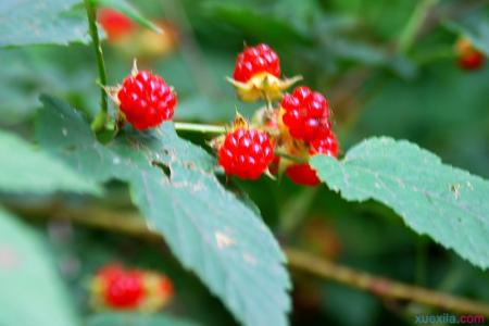 野草莓的功效与作用 野草莓能不能吃 野草莓的功效
