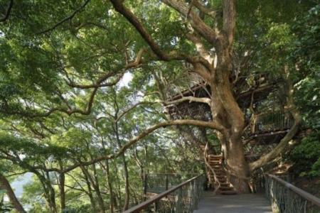 日本最大树屋：围绕着一颗300年古树
