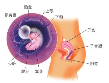 怎样胎教宝宝更聪明 四种运动胎教姿势让胎儿大脑更聪明