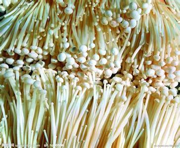 金针菇的功效与作用 金针菇有什么功效_金针菇的功效与作用