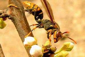 被黄蜂蛰了怎么处理 蜂蛰伤急救处理