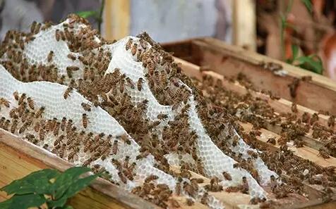 蜂巢药用价值 蜂巢的应用和药用价值