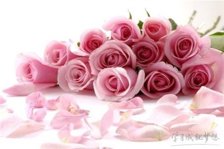 粉玫瑰的生长习性和养殖方法