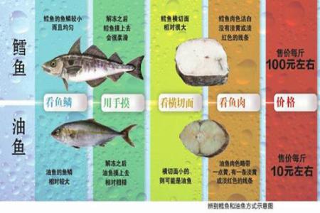 银鳕鱼和油鱼切片区别 鳕鱼和油鱼的区别