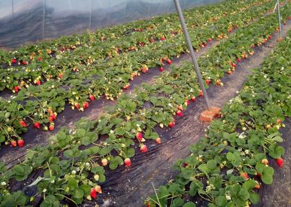 草莓病虫害防治 草莓的种植与病害防治