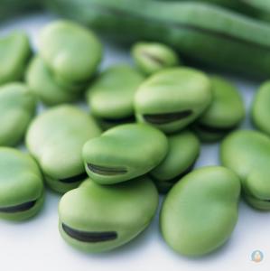 蚕豆的营养价值 蚕豆的营养价值及食用指南