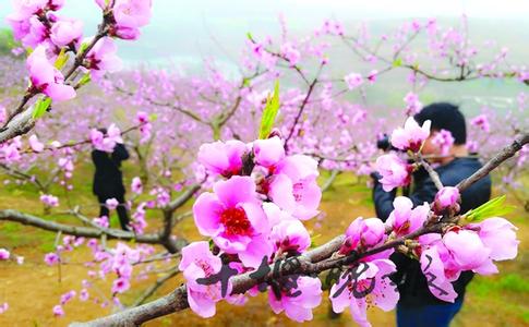 三月青州赏桃花去哪 三月赏桃花去哪