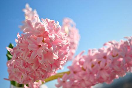 风信子花香功效 风信子花香有毒吗