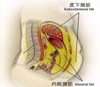 如何减去内脏脂肪 如何减去内脏的脂肪