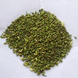 中药槐米的功效与作用 槐米的中药属性